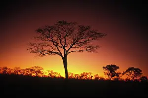 Bushmanland: Namibia, Bushmanland 1990s : Night sky. Scenic, trees