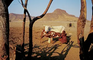 Kaokoveld: Namibia, Koakaveld - Himba women milking, 1999. Photo
