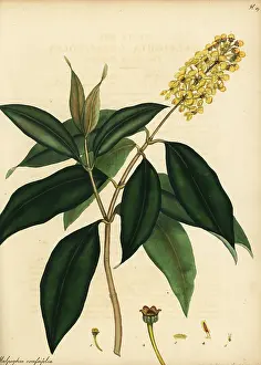 Nance: Nance or hogberry, Byrsonima crassifolia