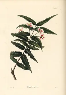 Malpighi: Nance shrub, Malpighia aquifolia