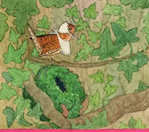 Wrens: Nancy has a nest