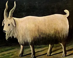 Goats: Nanny Goat