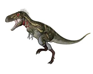 Nanotyrannus: Nanotyrannus dinosaur