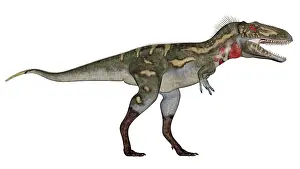 Nanotyrannus: Nanotyrannus dinosaur
