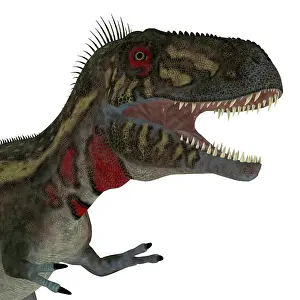 Gorgosaurus: Nanotyrannus dinosaur head