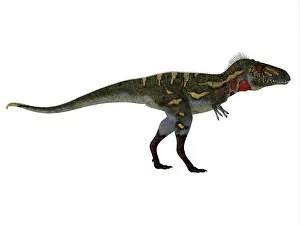 Gorgosaurus: Nanotyrannus dinosaur, side profile