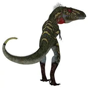Gorgosaurus: Nanotyrannus dinosaur, rear view