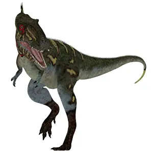 Gorgosaurus: Nanotyrannus dinosaur, front view