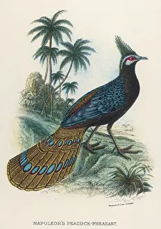 Polyplectron: NAP. PEACOCK-PHEASANT