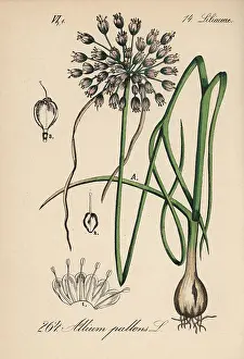 Garlic: Naples garlic, Allium pallens