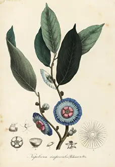 Imperialis: Napoleonaea imperialis