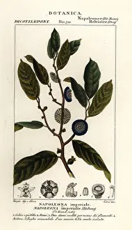 Scienze: Napoleonaea imperialis