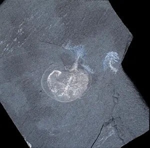 Shale: Naraoia compacta, trilobite
