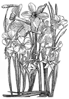 Lilley: Narcissi