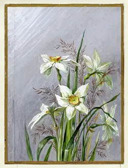 Narcissi: Narcissi