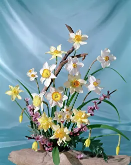 Daglish: Narcissi, Daffodils and Blossom