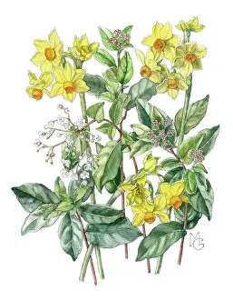 Narcissi: Narcissi and Lauristinus