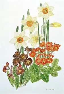 Spice: Narcissi and Polyanthus
