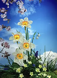 Narcissi: Narcissi, primroses, grape hyacinths, etc