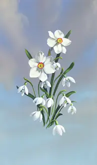 Narcissi: Narcissi and snowdrops against sky