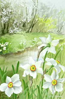 Narcissi: Narcissi by a stream
