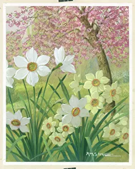 Narcissi: Narcissi and tree with pink blossom