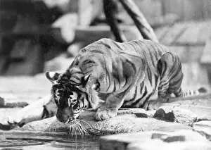 Accustomed: NARCISSISTIC TIGER