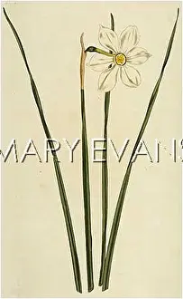 Angustifolius: NARCISSUS ANGUSTIFOLIUS