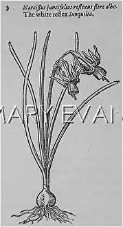 Jonquil: NARCISSUS ASSOANUS