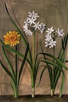 Narcissus: Narcissus Botanical