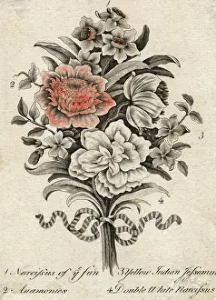 C18th: NARCISSUS ETC C18TH