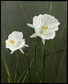 Delicate: Narcissus Cantabricus Monophyllus