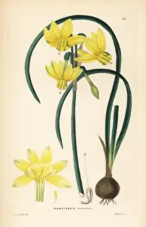 Ganymede: Narcissus cernuus daffodil