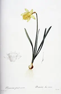Fleurs: Narcissus, daffodil