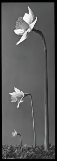 Daffodil: Narcissus (Daffodil)