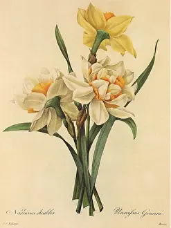 Daffodil: Narcissus doubles