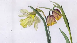 Helga Crouch: Narcissus and Fritillary