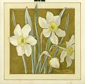 Narcissus on a gold background