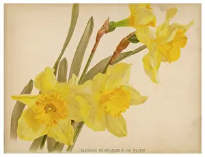Watkin: Narcissus Incomparabilis