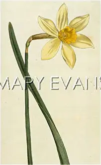 Peerless: NARCISSUS INCOMPARABILIS