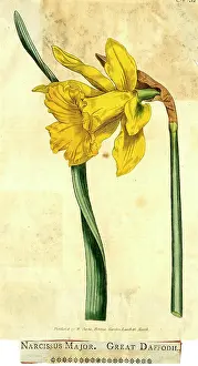 Daffodil: Narcissus Major, Great Daffodil