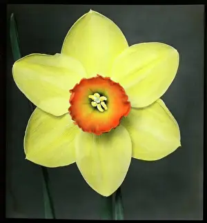 Daffodil: Narcissus Marksman - Daffodil