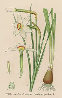 Narcisse: Narcissus Poeticus
