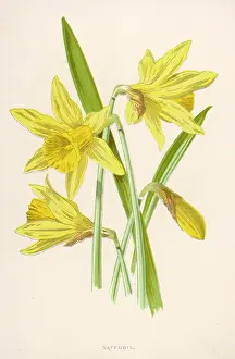 Pseudo: NARCISSUS PSEUDO-NARCIS