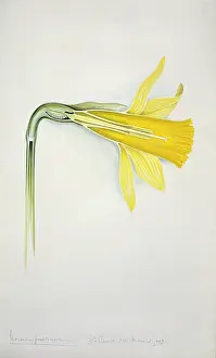 Amaryllidaceae: Narcissus pseudonarcissus, daffodil