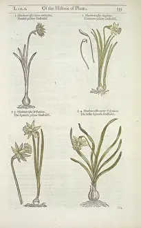 Mandrake: Narcissus sp. daffodil