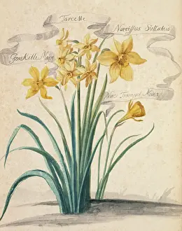 Exotica: Narcissus sp. daffodil