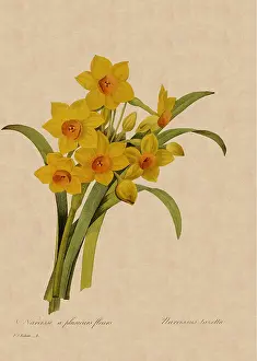 Fleurs: Narcissus tazetta
