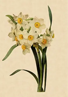 Fleurs: Narcissus tazetta