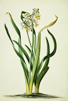 Ehret: Narcissus tazetta, daffodil